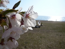 桜の木の下で・・・