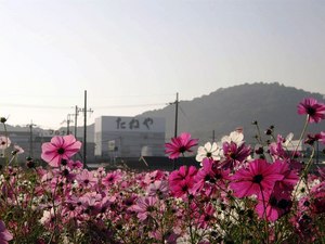 コスモス三昧。