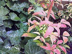 夏の総決算