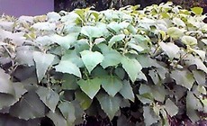で、これがヤーコンメン