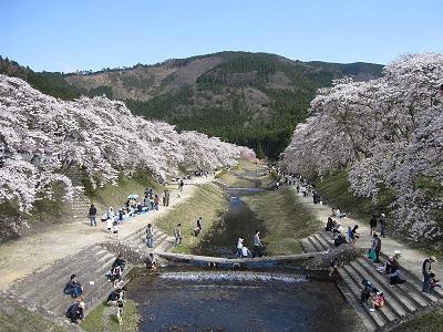 鮎河の桜祭り