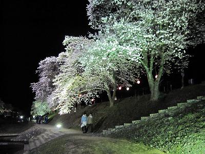 鮎河の桜祭り　ライトアップもはじまりました。