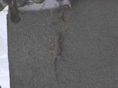 やもりのおもて