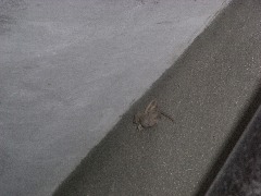 やもりのおもて