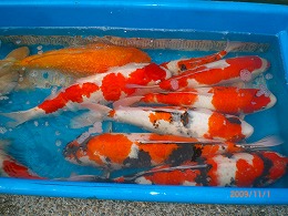 錦鯉品評会 開催される