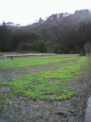 4月1日の乙羽農園①