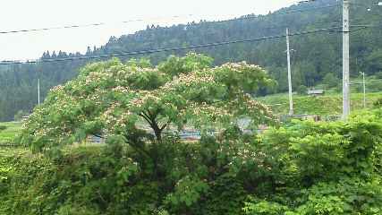 合歓木の花が咲き始めました。