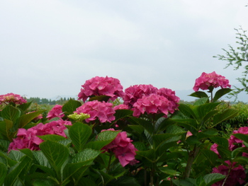 もりやま芦刈園のアジサイが見ごろ