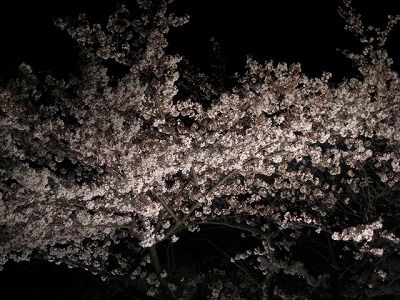 京都・清水寺夜の特別拝観・・・・。