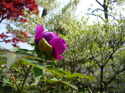 牡丹の花が咲きだした。