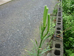タカサゴユリ