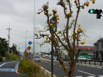 街路樹にカリン