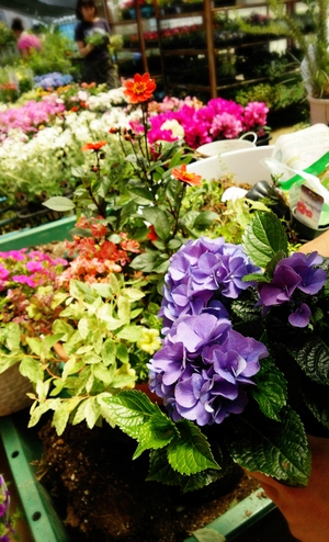 寄せ植え教室 寄せ植え教室