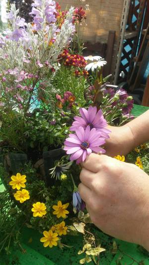 寄せ植え教室 寄せ植え教室