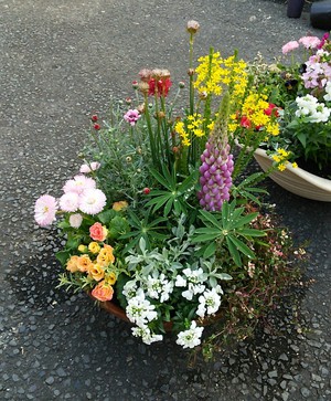 寄せ植え教室 寄せ植え教室