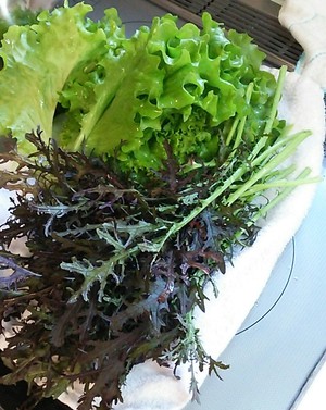 寄せ植え教室 寄せ植え教室
