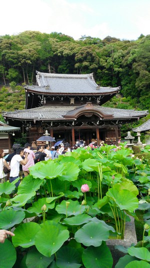 三室戸寺 三室戸寺