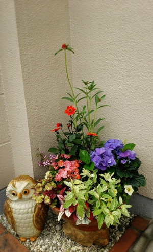 寄せ植え教室 寄せ植え教室
