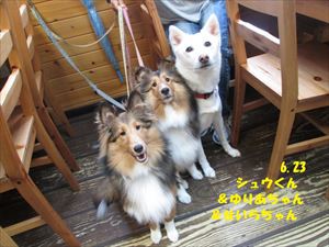 “DOG CAFE” PHOTO GALLERY  6月23日号