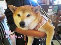 “DOG CAFE” PHOTO GALLERY  7月22日号