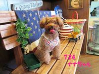 “DOG CAFE” PHOTO GALLERY  7月24日号