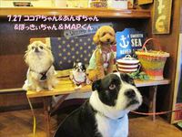 “DOG CAFE” PHOTO GALLERY  7月2７日号