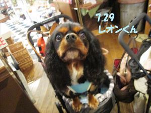 ★ 最終日★　“DOG CAFE” PHOTO GALLERY  7月29日号