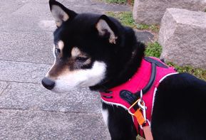 春です、店内模様替えしました~ 春です、店内模様替えしました~