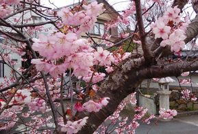 春です、店内模様替えしました~ 春です、店内模様替えしました~