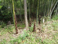 4/20 野洲川自然の森整備活動　竹伐採、市道側ガードレール周辺整備