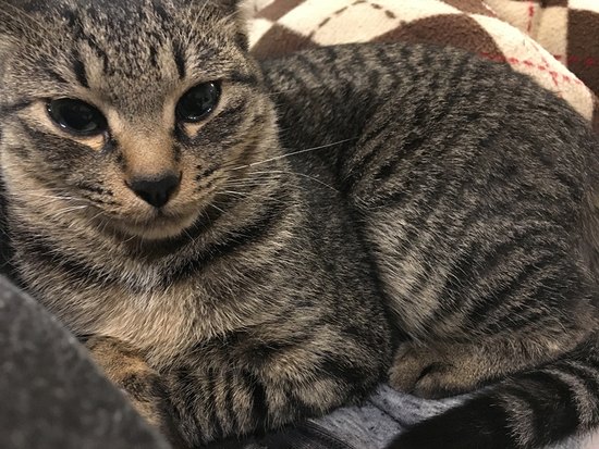 私のねこ。 私のねこ。