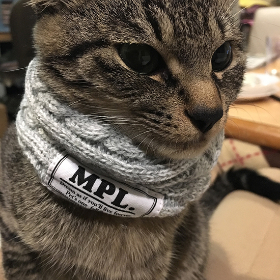 私のねこ。 私のねこ。