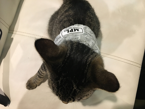 私のねこ。 私のねこ。