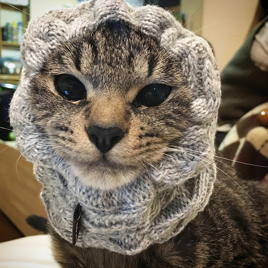 私のねこ。 私のねこ。