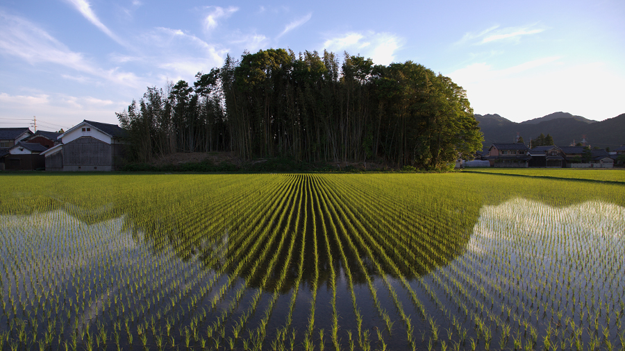 夕暮れの田んぼ(PPC 掲載分)rice paddy landscape at shiga-pref. japan