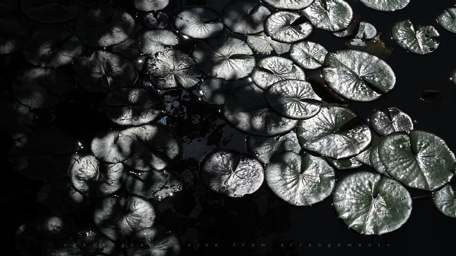 G1Xで散歩しながら... / photo of walk in forest Powershot G1X 撮影・作例