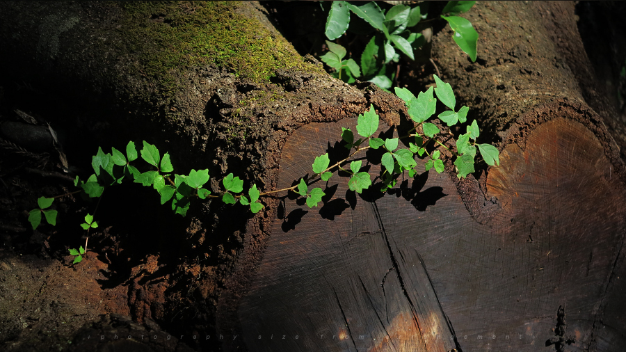 G1Xで散歩しながら... / photo of walk in forest Powershot G1X 撮影・作例
