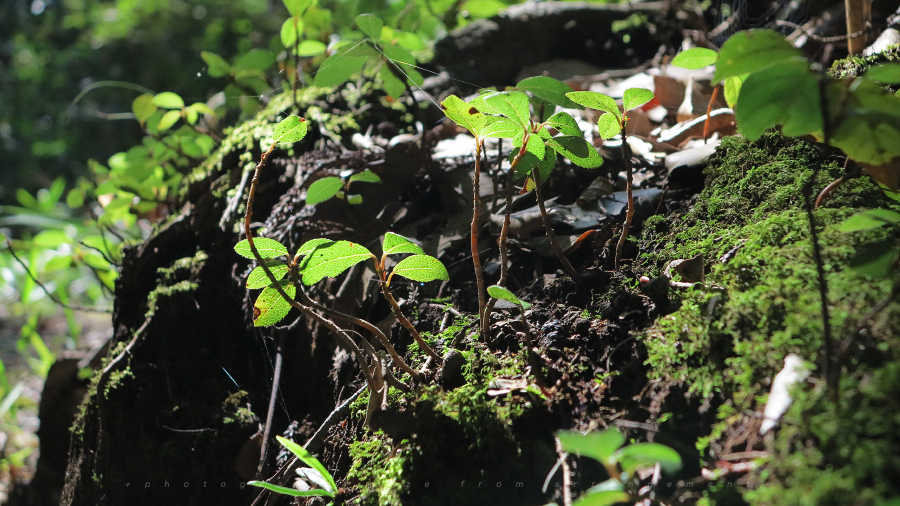 G1Xで散歩しながら... / photo of walk in forest Powershot G1X 撮影・作例