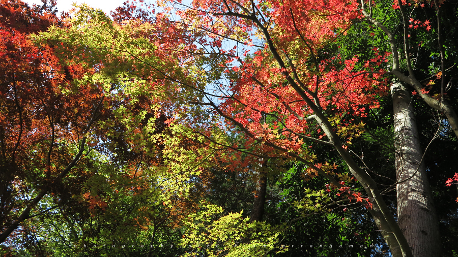 japanese temple Fall colors shiga-pref.Canon PowerShot G1X japanese temple Fall colors shiga-pref.Canon PowerShot G1X