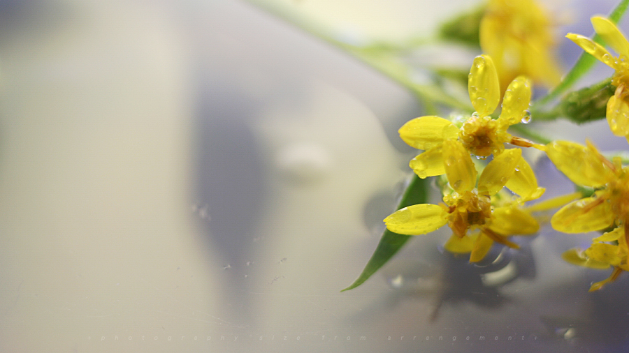 マクロレンズを使ってみた...。macro lense test shoot マクロ写真テスト/水滴写真家の浅井美紀