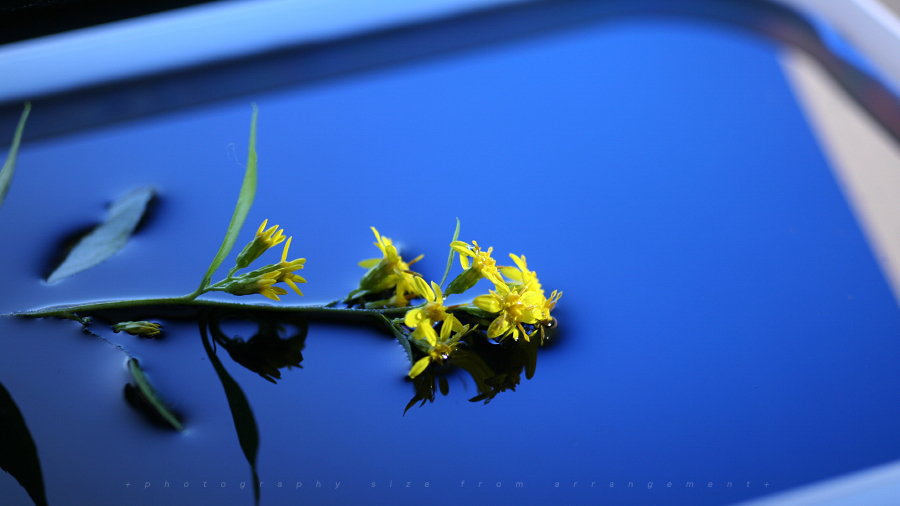 マクロレンズを使ってみた...。macro lense test shoot マクロ写真テスト/水滴写真家の浅井美紀