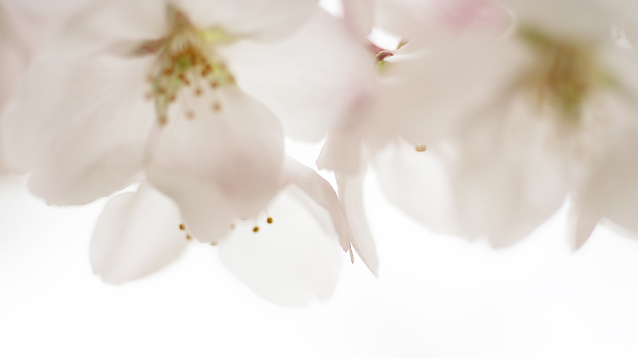 2015年の桜 甲賀市 水口 藤栄神社 japanese cherry_blossoms 2015 マクロ2