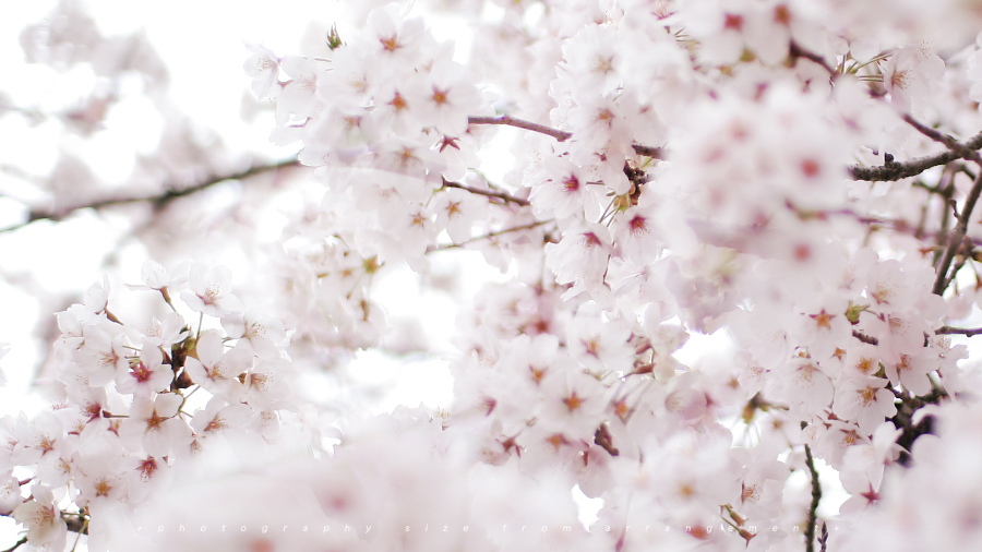 2015年の桜 甲賀市 水口 藤栄神社 japanese cherry_blossoms 2015