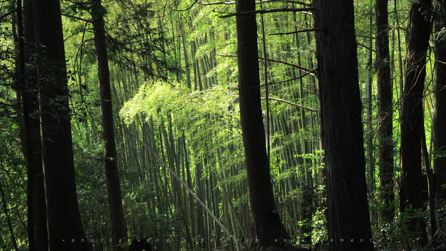 竹林がのぞく・大地寺(滋賀甲賀市)bamboo forest@shiga pref. japan 竹林がのぞく・大地寺(滋賀甲賀市)bamboo forest@shiga pref. japan. 近所の散歩コースです。Canon PowerShot G1X
