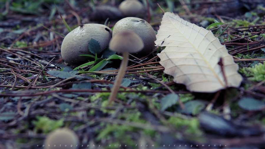 Canon PowerShot G1X 写真 作例