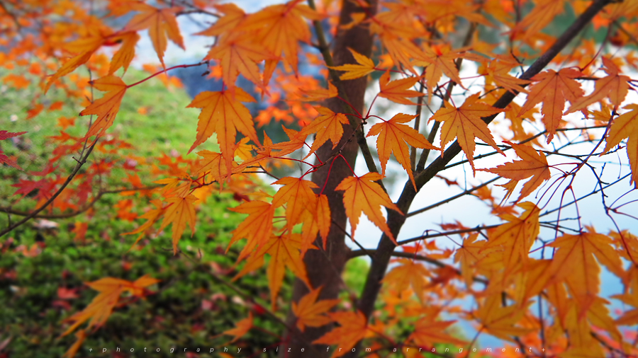 Canon PowerShot G1X 紅葉 滋賀県大津市文化ゾーン
