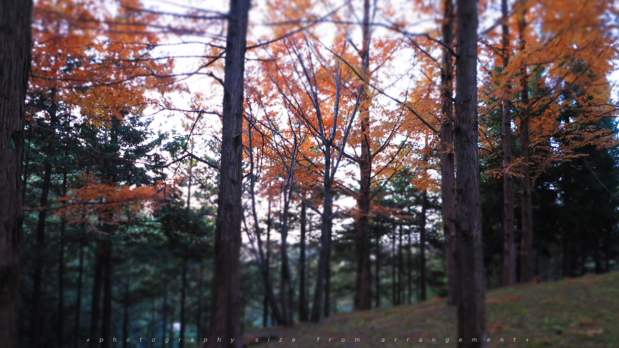 Canon PowerShot G1X 紅葉 滋賀県大津市文化ゾーン