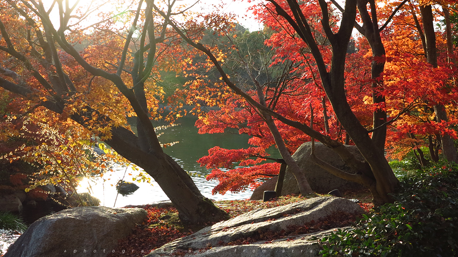 Canon PowerShot G1X 紅葉 滋賀県大津市文化ゾーン