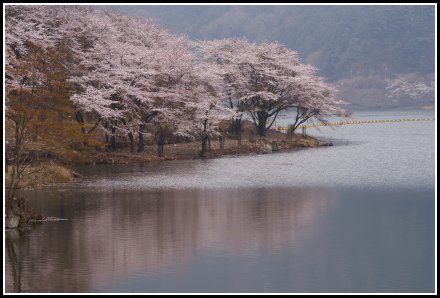 永源寺ダムの桜