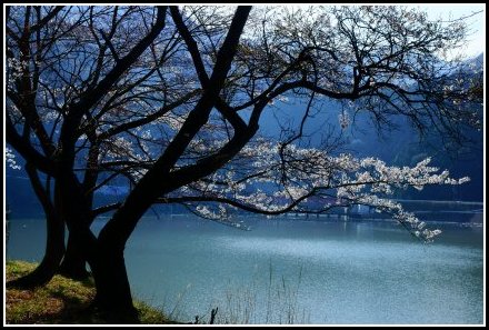 永源寺ダムの桜